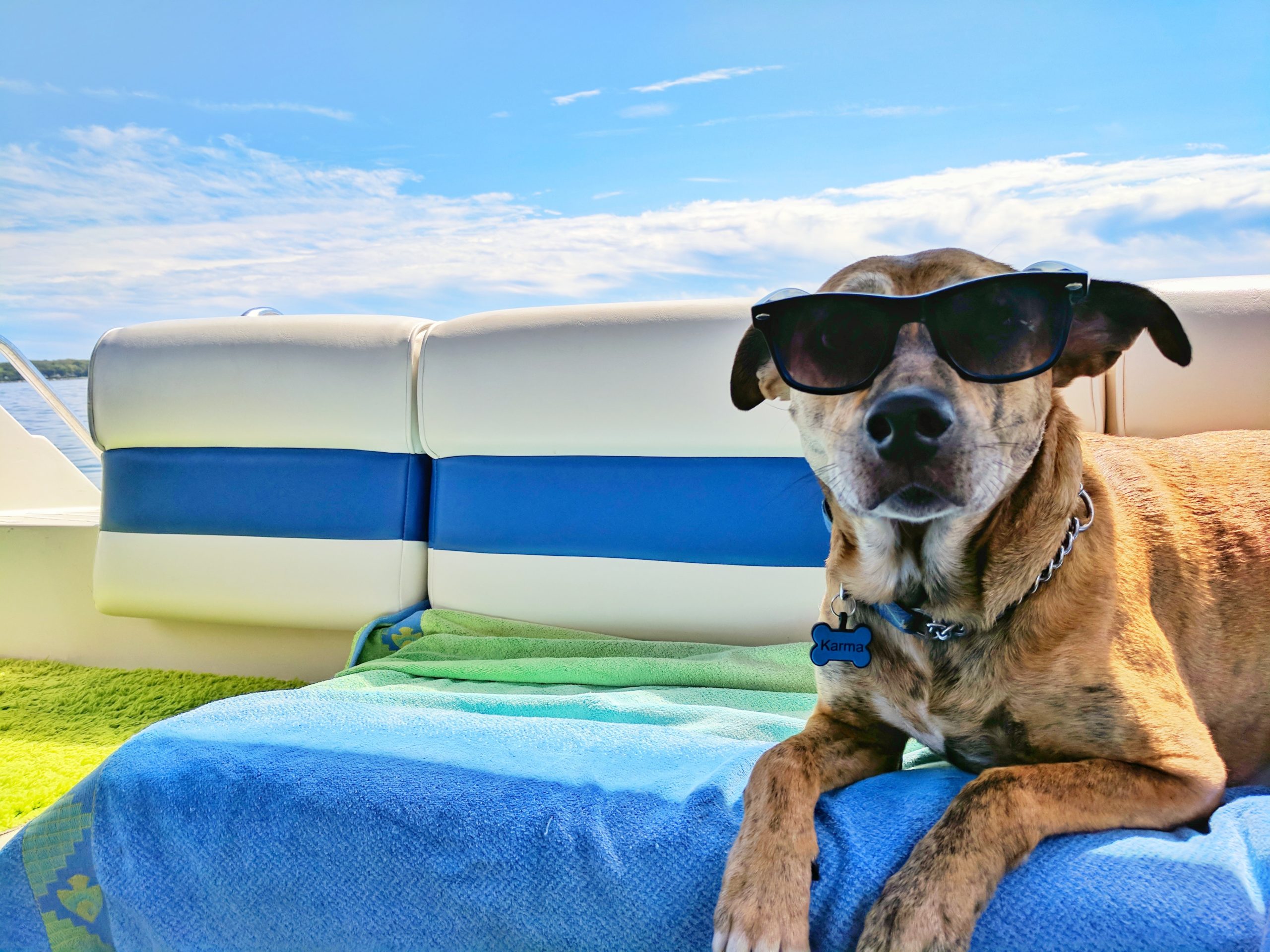 dog with sunglasses for cool writing tips
