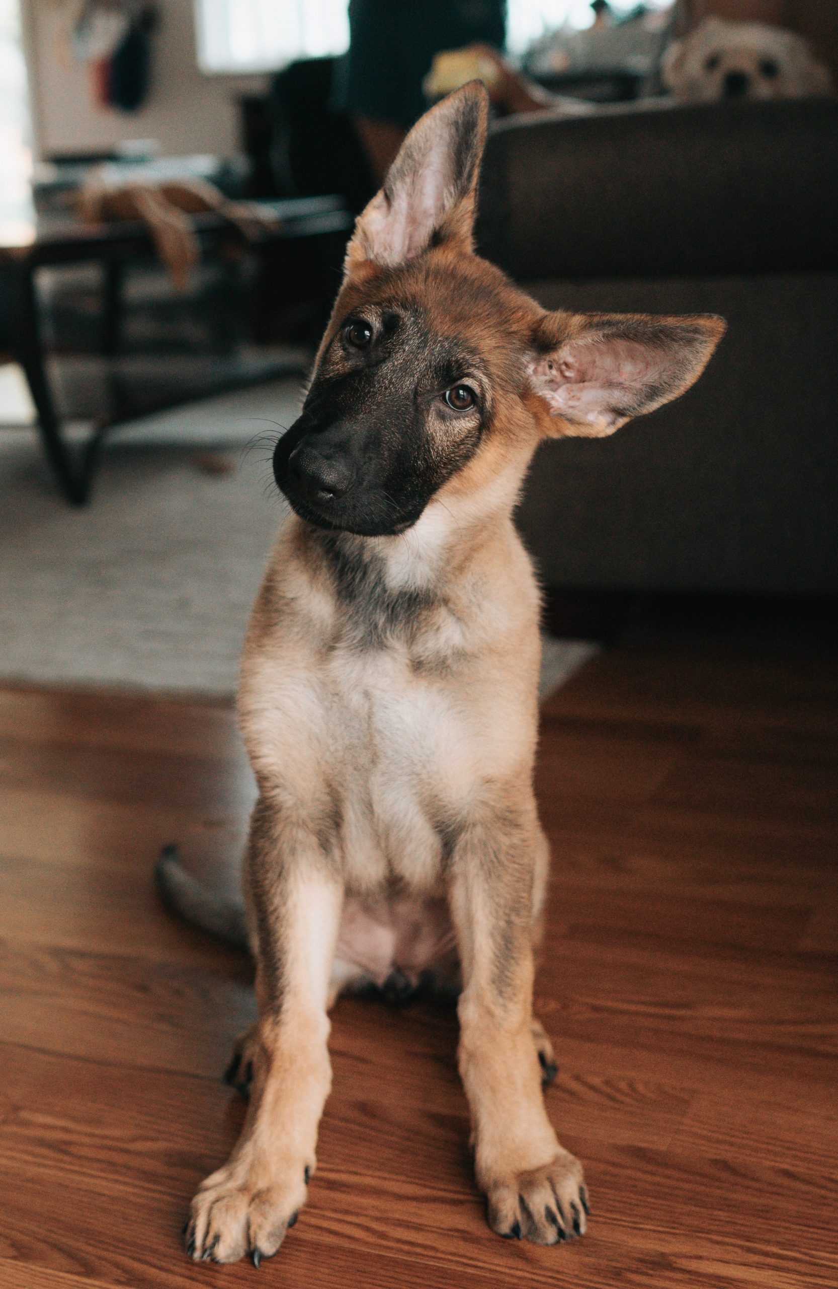 alsatian pup head to one side for commonly confused word pairs