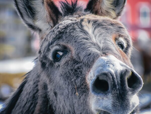 Donkey - Three Weird Writing Habits You May Have Picked Up Without Even Realising It