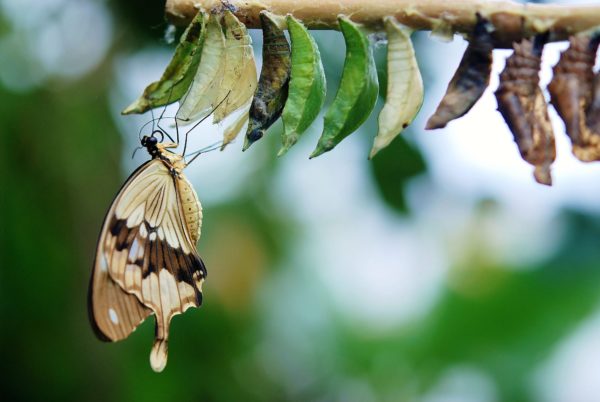 butterfly and cocoons for healing ourselves heals others
